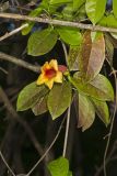 Cross Vine, Bignonia capreolata