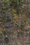 Cross Vine, Bignonia capreolata