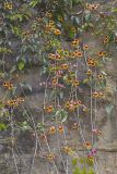 Cross Vine, Bignonia capreolata