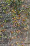 Cross Vine, Bignonia capreolata
