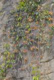 Cross Vine, Bignonia capreolata