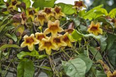 Cross Vine, Bignonia capreolata