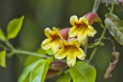 Cross Vine, Bignonia capreolata