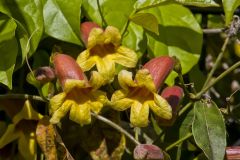 Cross Vine, Bignonia capreolata
