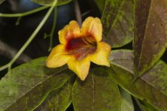 Cross Vine, Bignonia capreolata