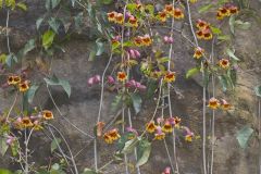 Cross Vine, Bignonia capreolata