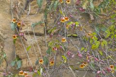 Cross Vine, Bignonia capreolata
