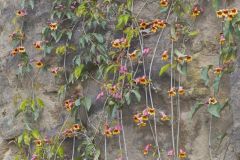 Cross Vine, Bignonia capreolata