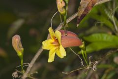 Cross Vine, Bignonia capreolata