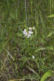 Crownvetch, Securigera varia