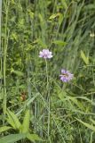 Crownvetch, Securigera varia