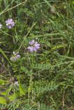 Crownvetch, Securigera varia