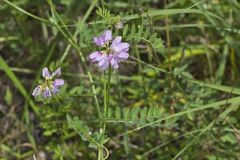 Crownvetch