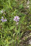 Crownvetch, Securigera varia