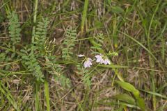 Crownvetch, Securigera varia