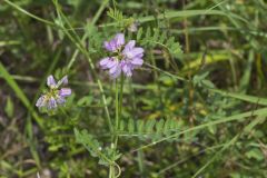 Crownvetch, Securigera varia