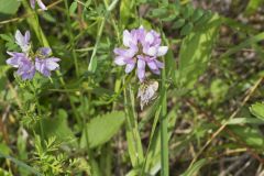 Crownvetch, Securigera varia