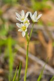 Crowpoison, Nothoscordum bivalve