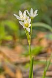 Crowpoison, Nothoscordum bivalve