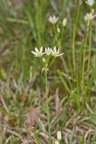 Crowpoison, Nothoscordum bivalve