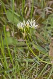 Crowpoison, Nothoscordum bivalve
