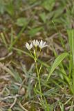 Crowpoison, Nothoscordum bivalve