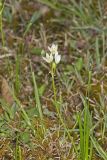 Crowpoison, Nothoscordum bivalve