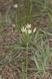Crowpoison, Nothoscordum bivalve