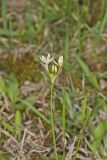 Crowpoison, Nothoscordum bivalve