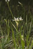 Crowpoison, Nothoscordum bivalve