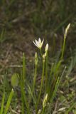Crowpoison, Nothoscordum bivalve