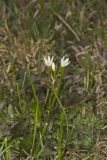 Crowpoison, Nothoscordum bivalve