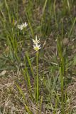 Crowpoison, Nothoscordum bivalve