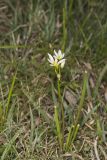 Crowpoison, Nothoscordum bivalve