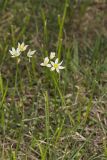 Crowpoison, Nothoscordum bivalve