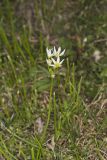 Crowpoison, Nothoscordum bivalve