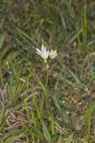 Crowpoison, Nothoscordum bivalve