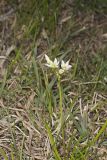 Crowpoison, Nothoscordum bivalve