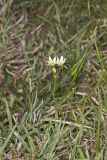 Crowpoison, Nothoscordum bivalve