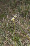 Crowpoison, Nothoscordum bivalve