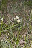 Crowpoison, Nothoscordum bivalve