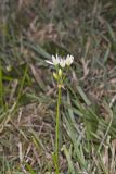 Crowpoison, Nothoscordum bivalve
