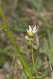 Crowpoison, Nothoscordum bivalve