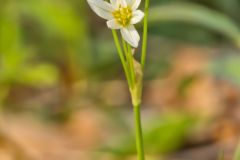 Crowpoison, Nothoscordum bivalve
