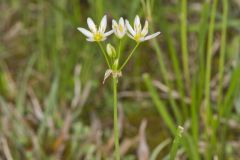 Crowpoison, Nothoscordum bivalve
