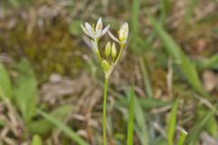 Crowpoison, Nothoscordum bivalve