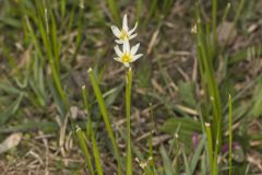 Crowpoison, Nothoscordum bivalve