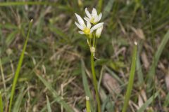 Crowpoison, Nothoscordum bivalve