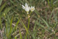 Crowpoison, Nothoscordum bivalve