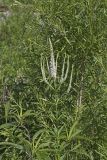 Culver's Root, Veronicastrum virginicum